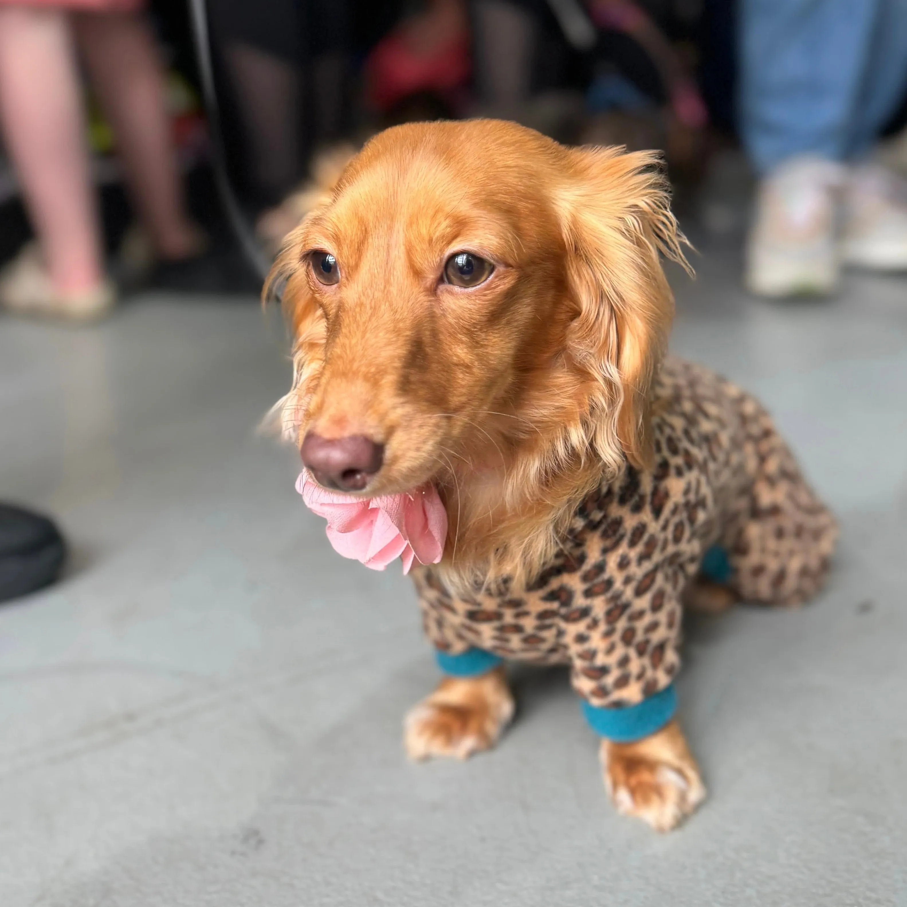 Dachshund Wild Animal Print Fleece Suits with 4 Legs