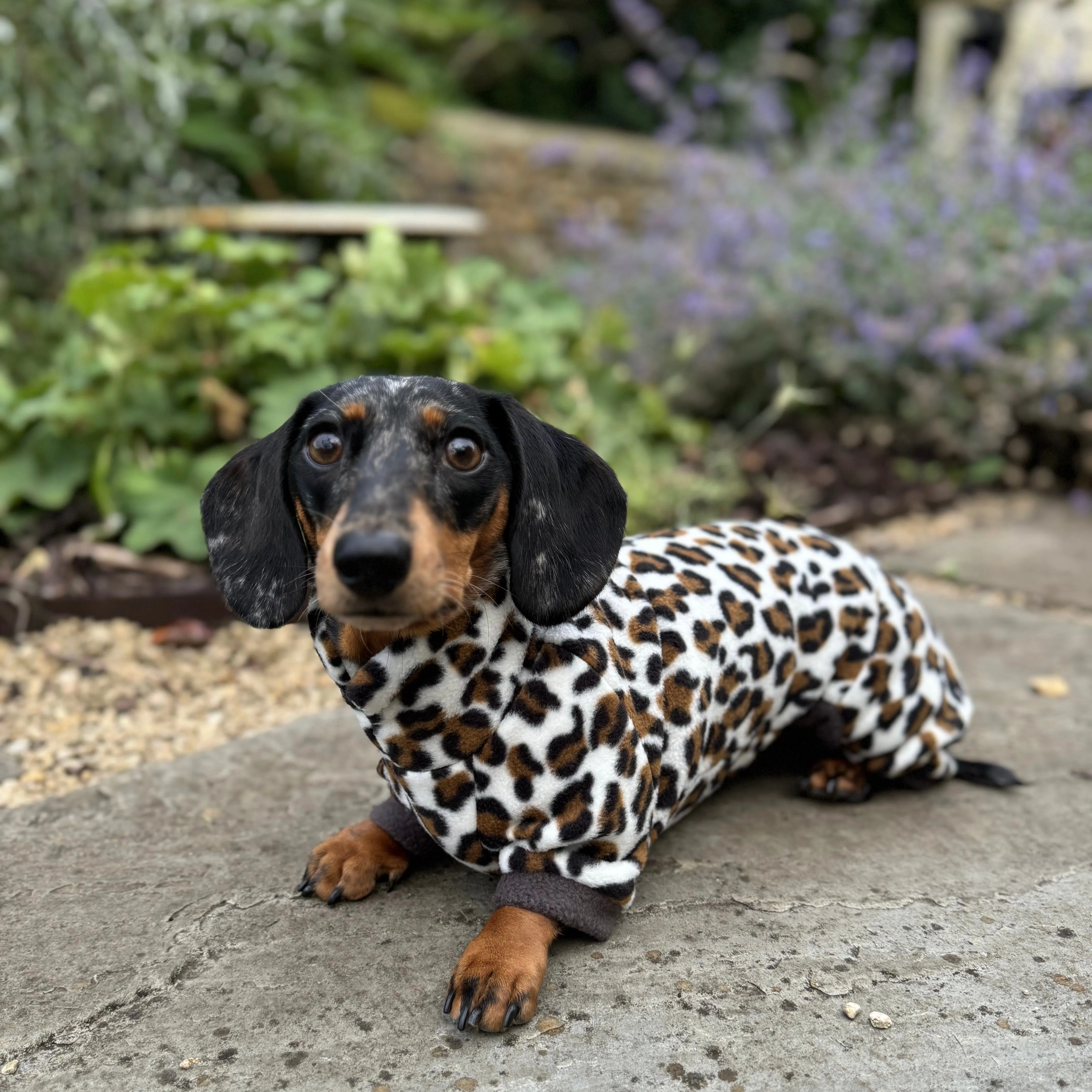 Dachshund Wild Animal Print Fleece Suits with 4 Legs