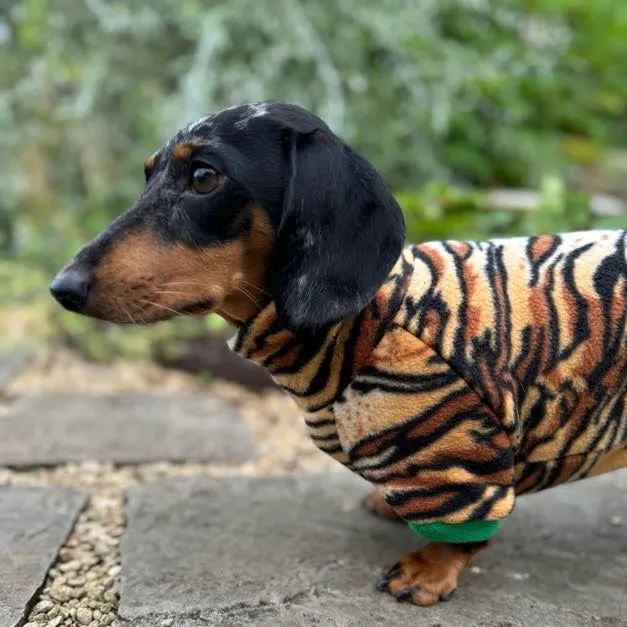 Dachshund Wild Animal Print Fleece Suits with 4 Legs