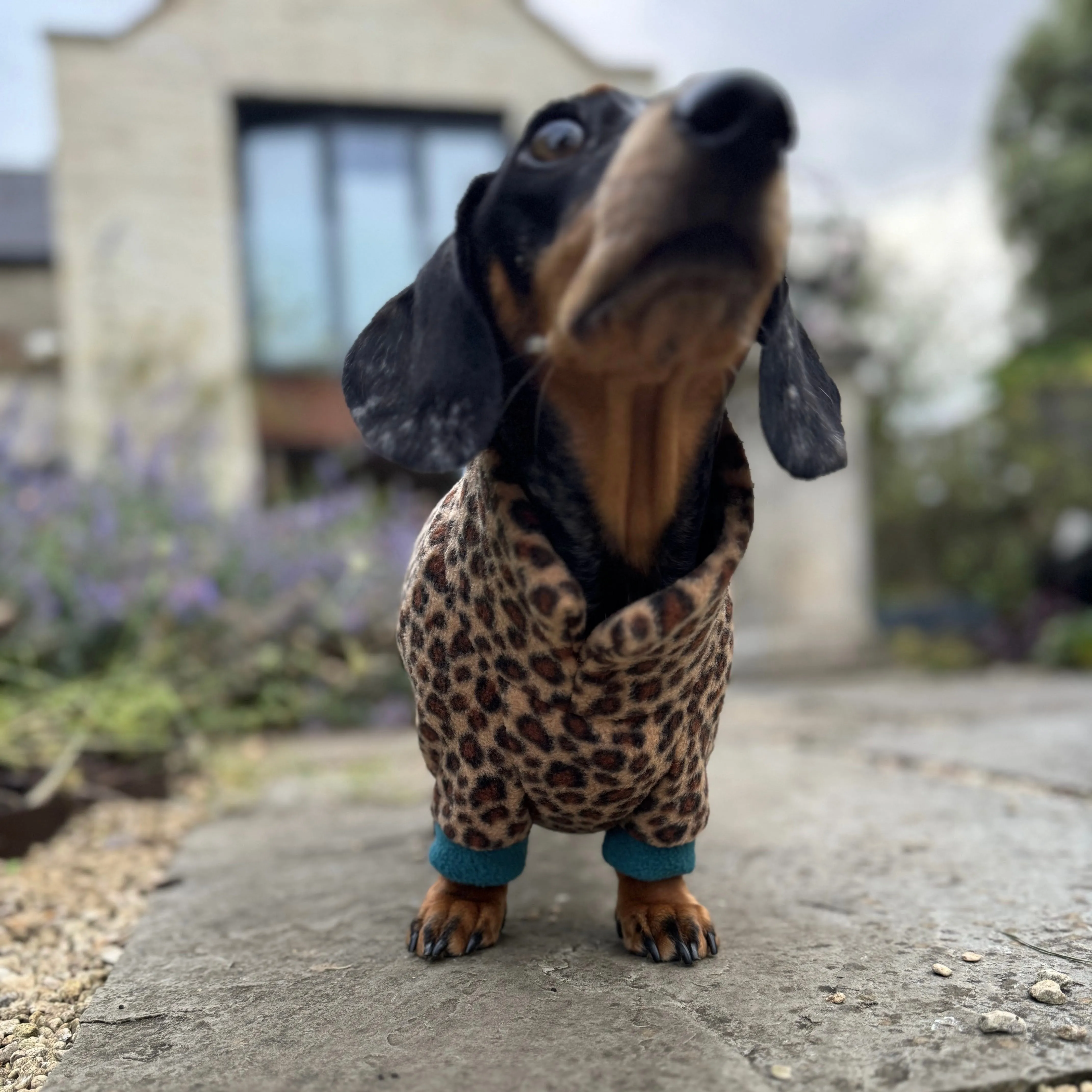 Dachshund Wild Animal Print Fleece Suits with 4 Legs