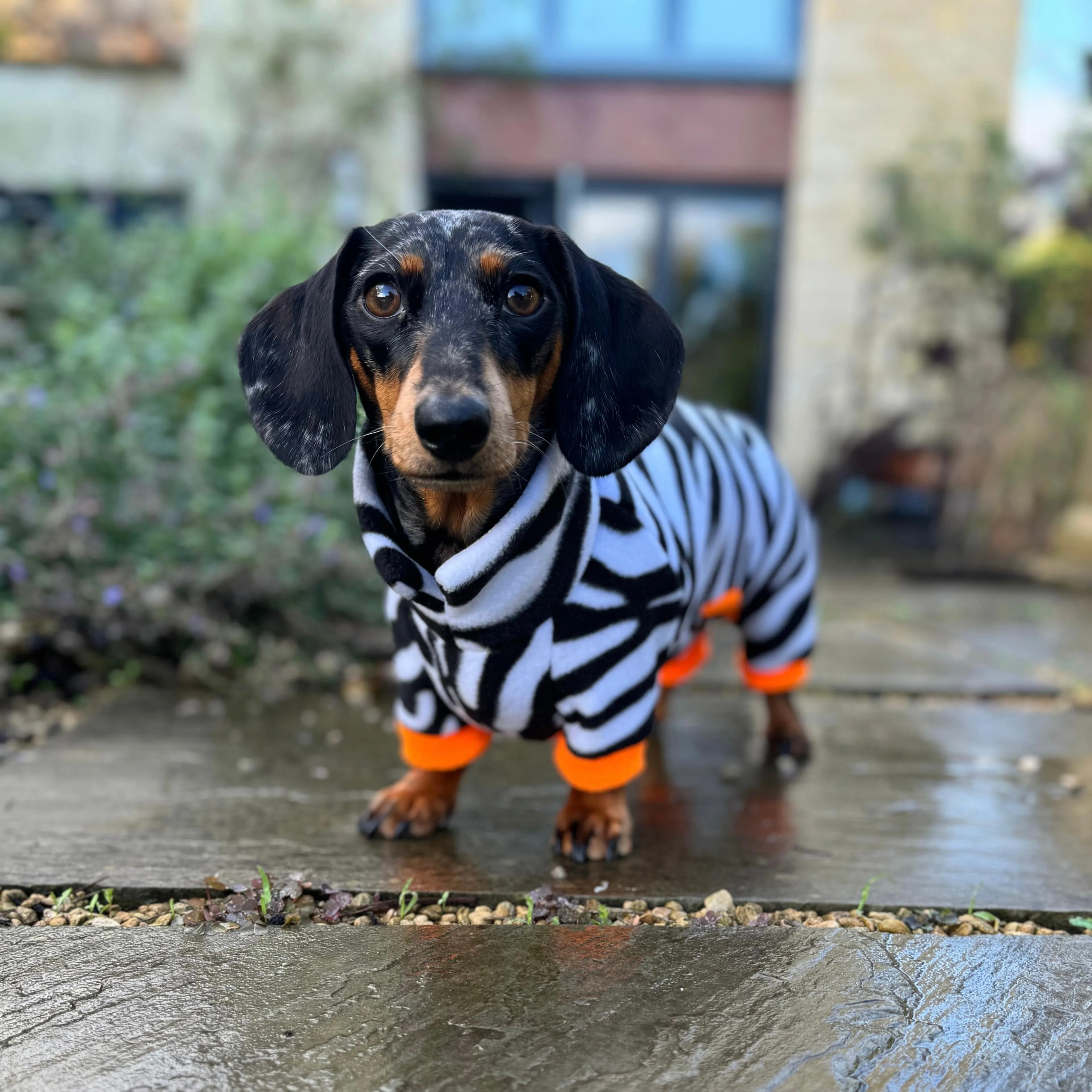 Dachshund Wild Animal Print Fleece Suits with 4 Legs