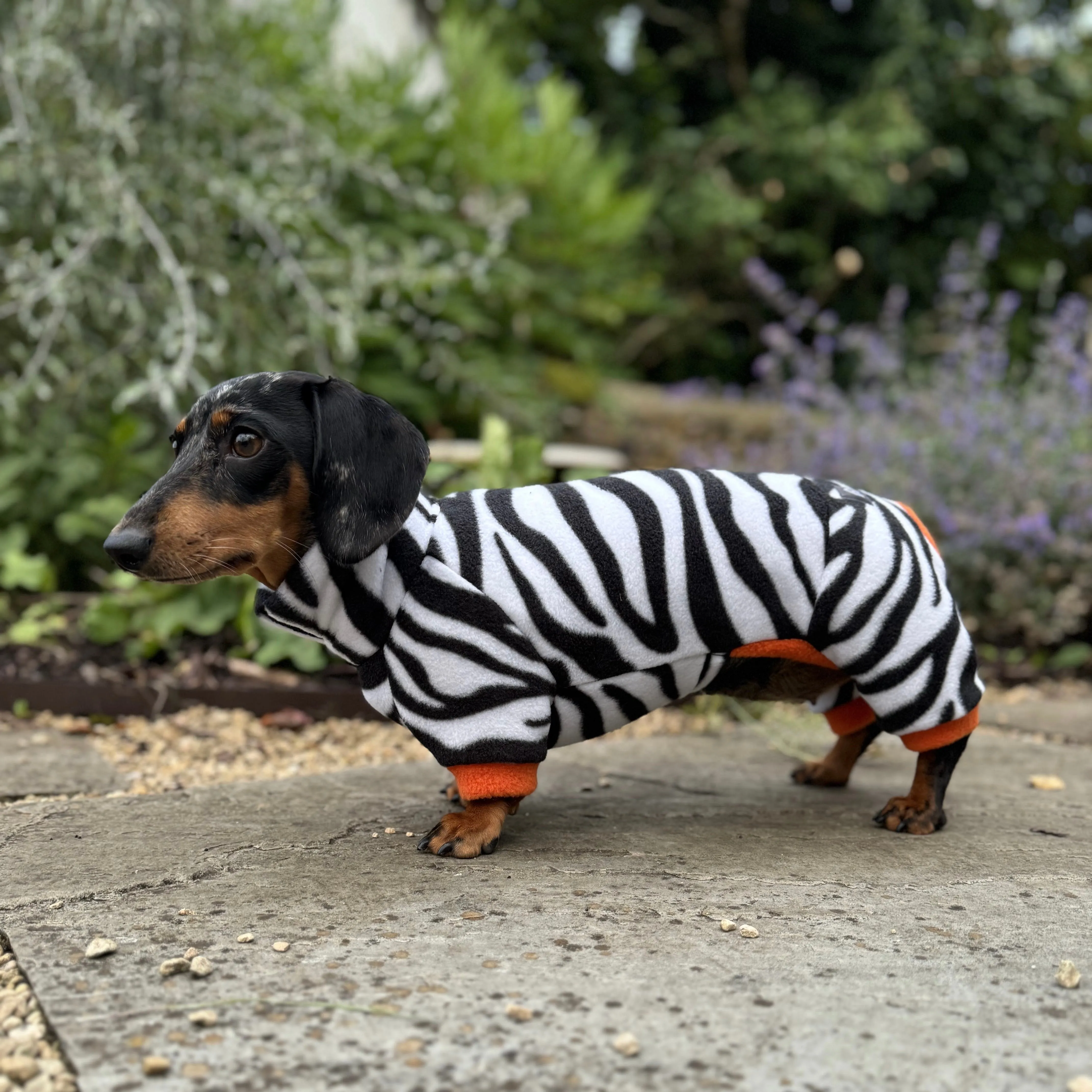 Dachshund Wild Animal Print Fleece Suits with 4 Legs