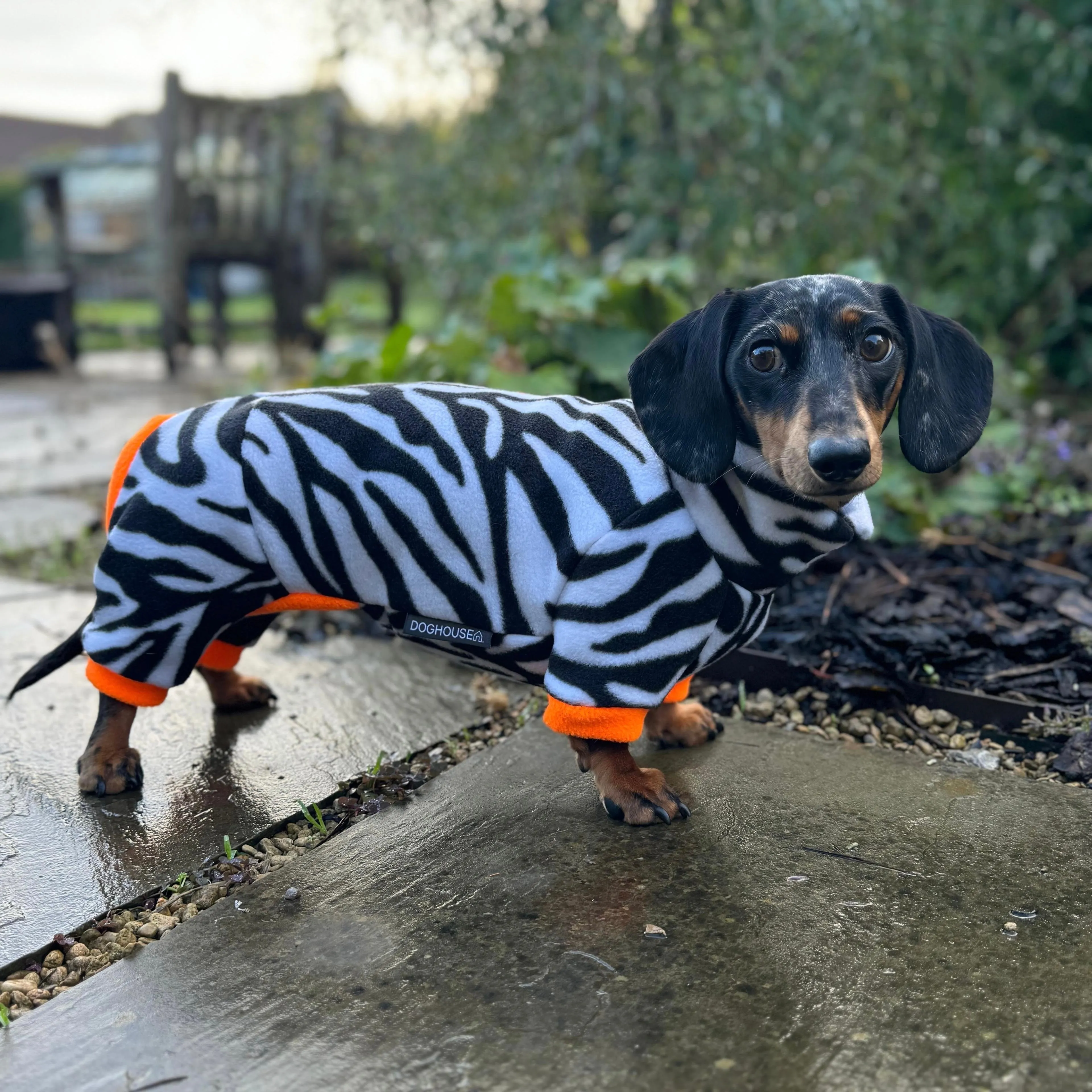 Dachshund Wild Animal Print Fleece Suits with 4 Legs